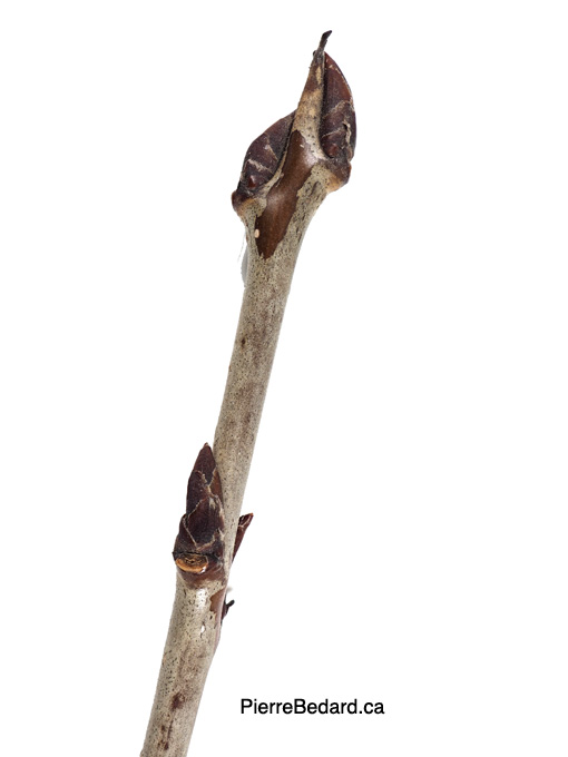 Rhamnus cathartica